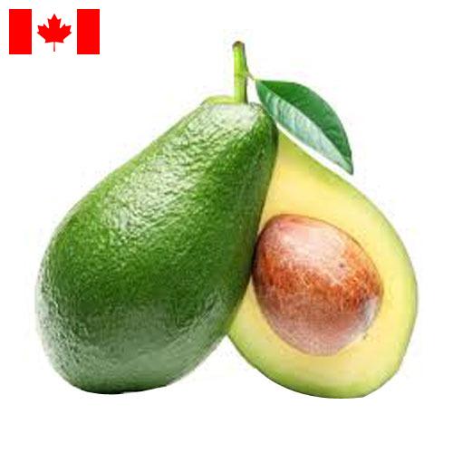 Авокадо из Канады