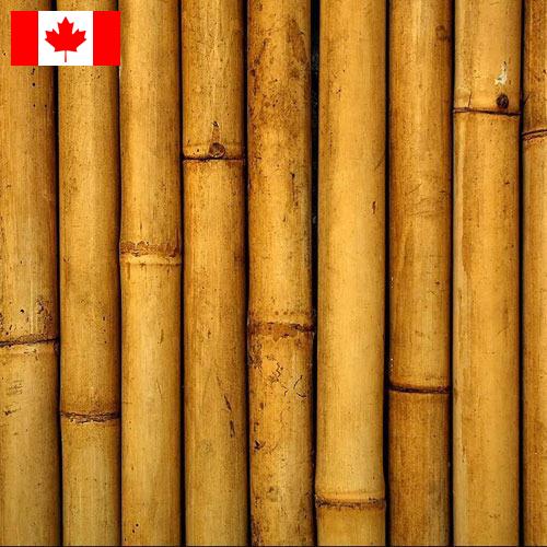 Бамбук из Канады