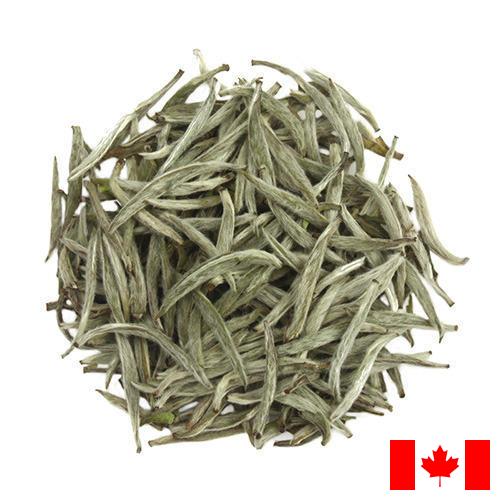 Белый чай из Канады