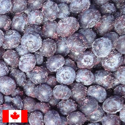 черника замороженная из Канады