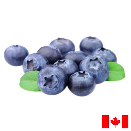 Черника из Канады