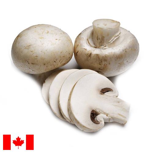 Грибок из Канады