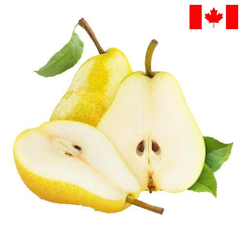 Груши из Канады