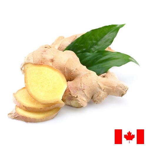 Имбирь из Канады