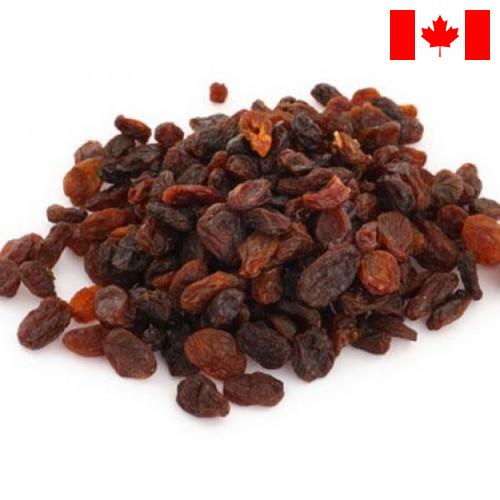 Изюм из Канады