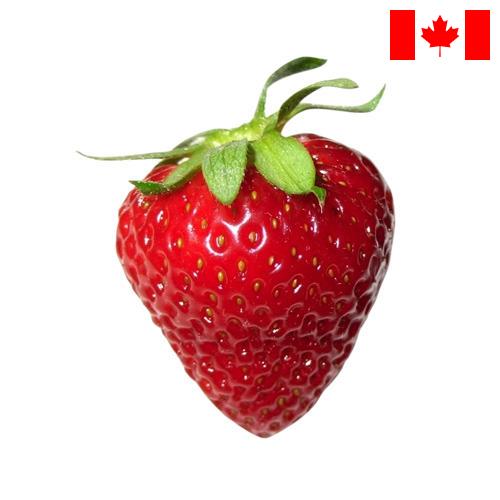 Клубника из Канады