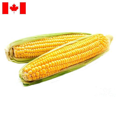 Кукуруза из Канады