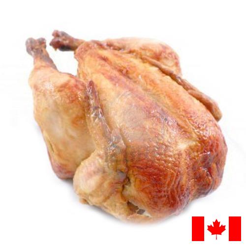 Кура из Канады