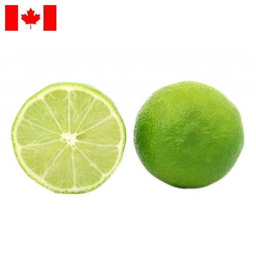 лайм из Канады