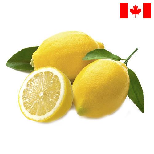лимон свежий из Канады