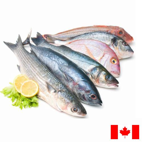 Морепродукты из Канады