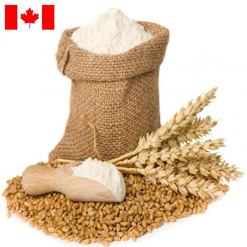 мука пшеничная высший из Канады