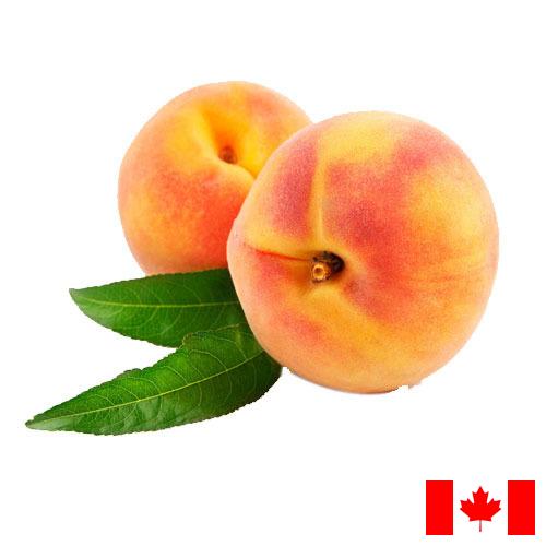 Персики из Канады