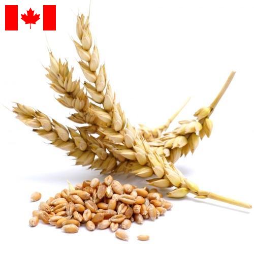 Пшеница из Канады