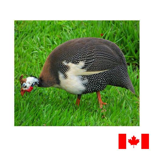 птица из Канады