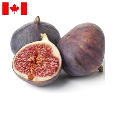 Рис из Канады