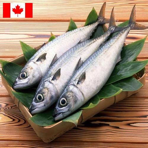 рыба свежая из Канады