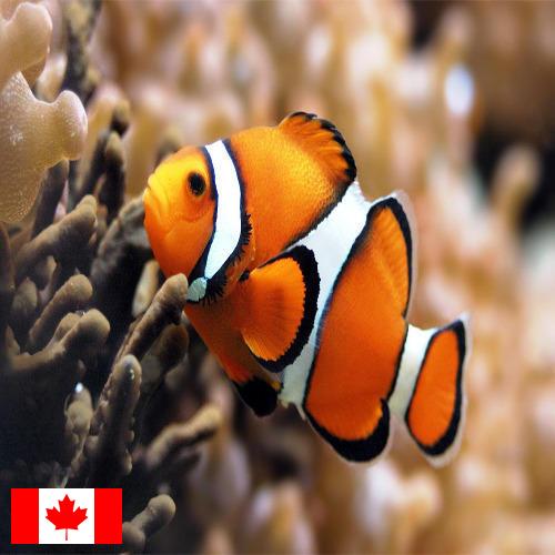 рыба из Канады