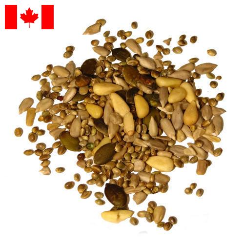 Семена из Канады