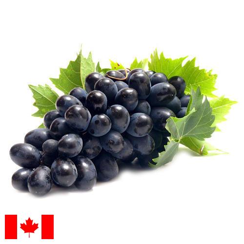Виноград из Канады