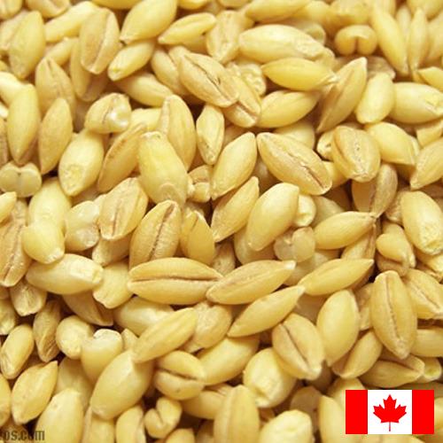 Ячмень из Канады