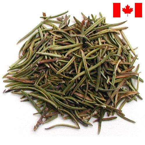 зелень сушеная из Канады