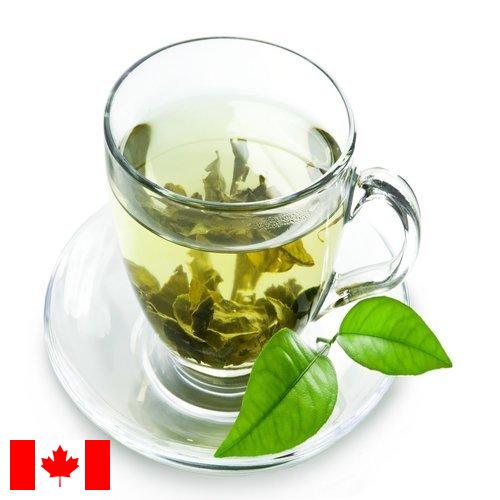 Зеленый чай из Канады