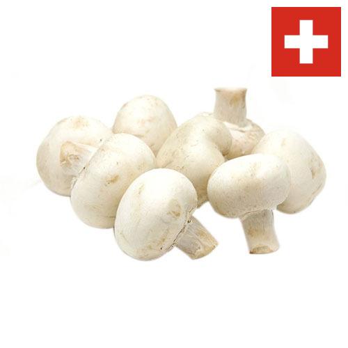 Грибы белые из Швейцарии