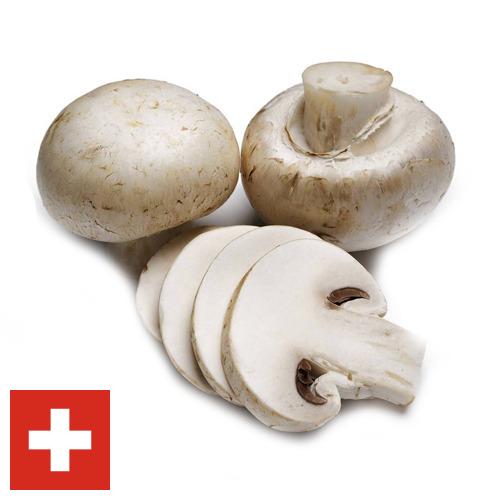 Грибы из Швейцарии