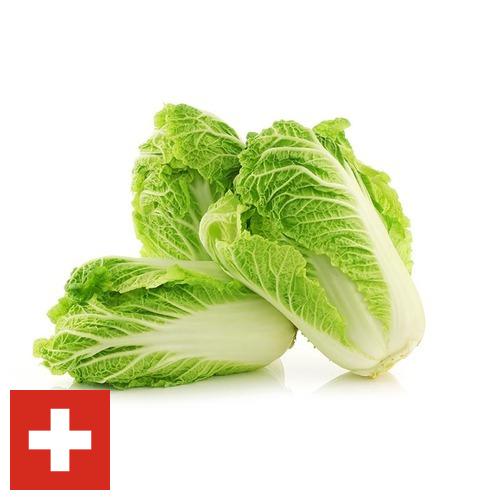 Капуста китайская из Швейцарии