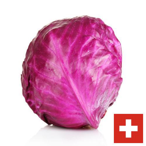 Капуста краснокочанная из Швейцарии