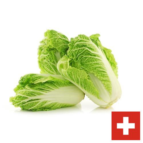 капуста пекинская из Швейцарии