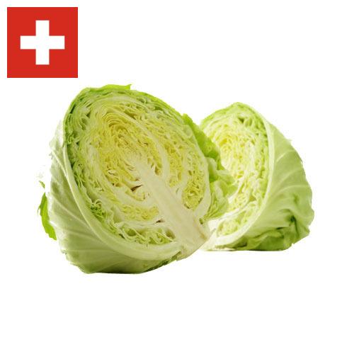 Капуста из Швейцарии