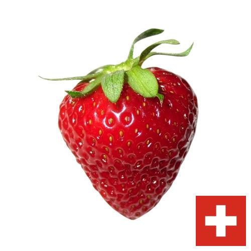 Клубника из Швейцарии