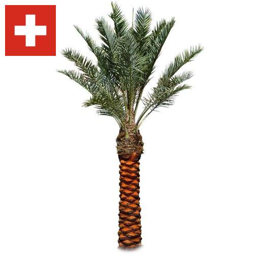 Пальмы из Швейцарии