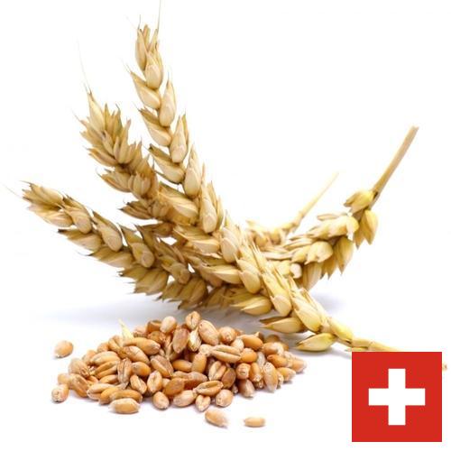 Пшеница из Швейцарии
