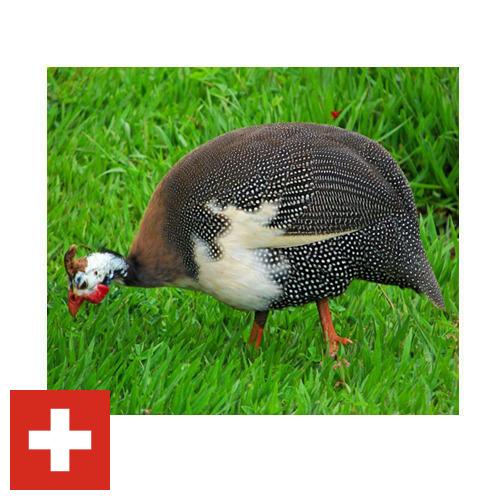 птица из Швейцарии