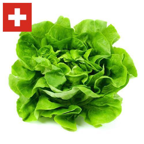 Салат латук из Швейцарии