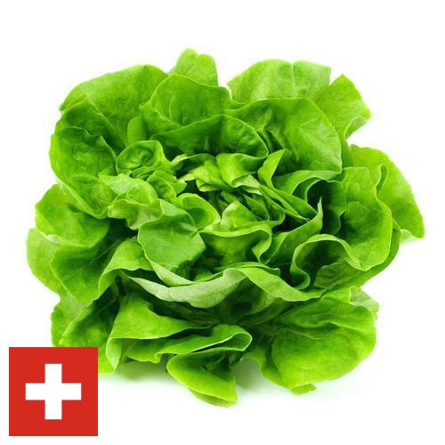 салат из Швейцарии