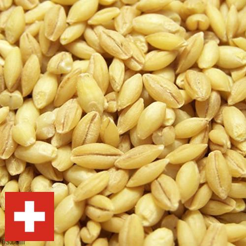 Ячмень из Швейцарии