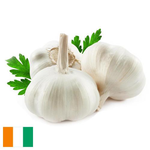 Чеснок из Кота Д'ивуар