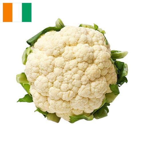 Капуста цветная из Кота Д'ивуар