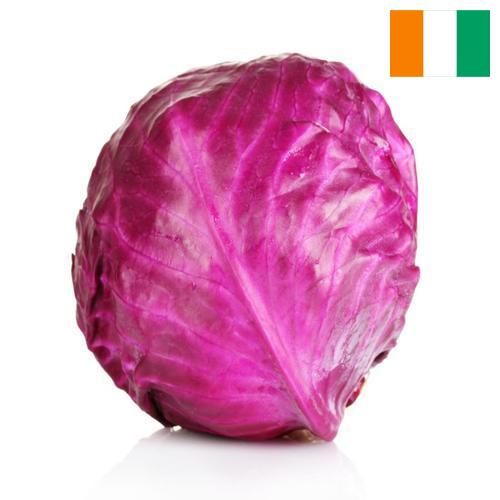 Капуста краснокочанная из Кота Д'ивуар