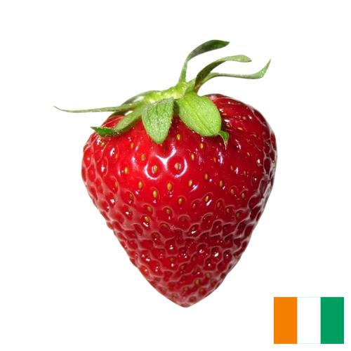 Клубника из Кота Д'ивуар