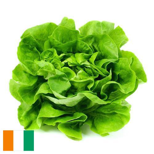 салат из Кота Д'ивуар