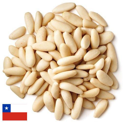 Кедровые орехи из Чили