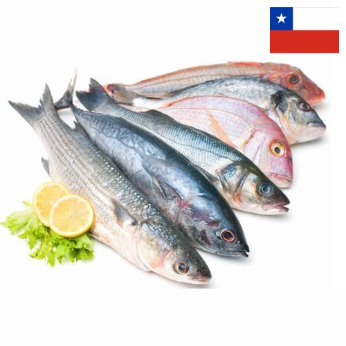 Морепродукты из Чили