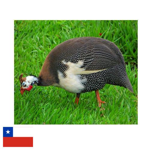 птица из Чили