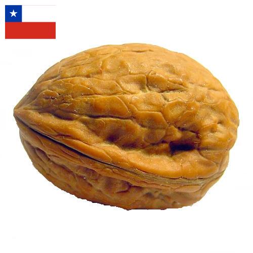 Скорлупа грецкого ореха из Чили