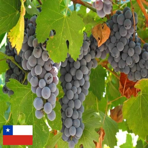 вино виноградное из Чили